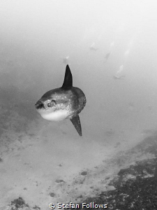 Susie's Mola. Southern Ocean Sunfish - Mola ramsayi. Crys... by Stefan Follows 